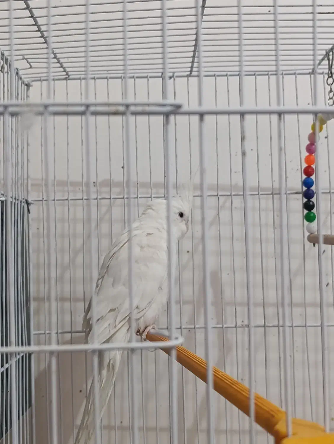 عروس هلندی البینو نر مولد|پرنده|شادگان, |دیوار