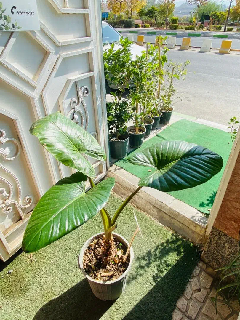 گل و گیاه طبیعی|گل و گیاه طبیعی|رودهن, |دیوار