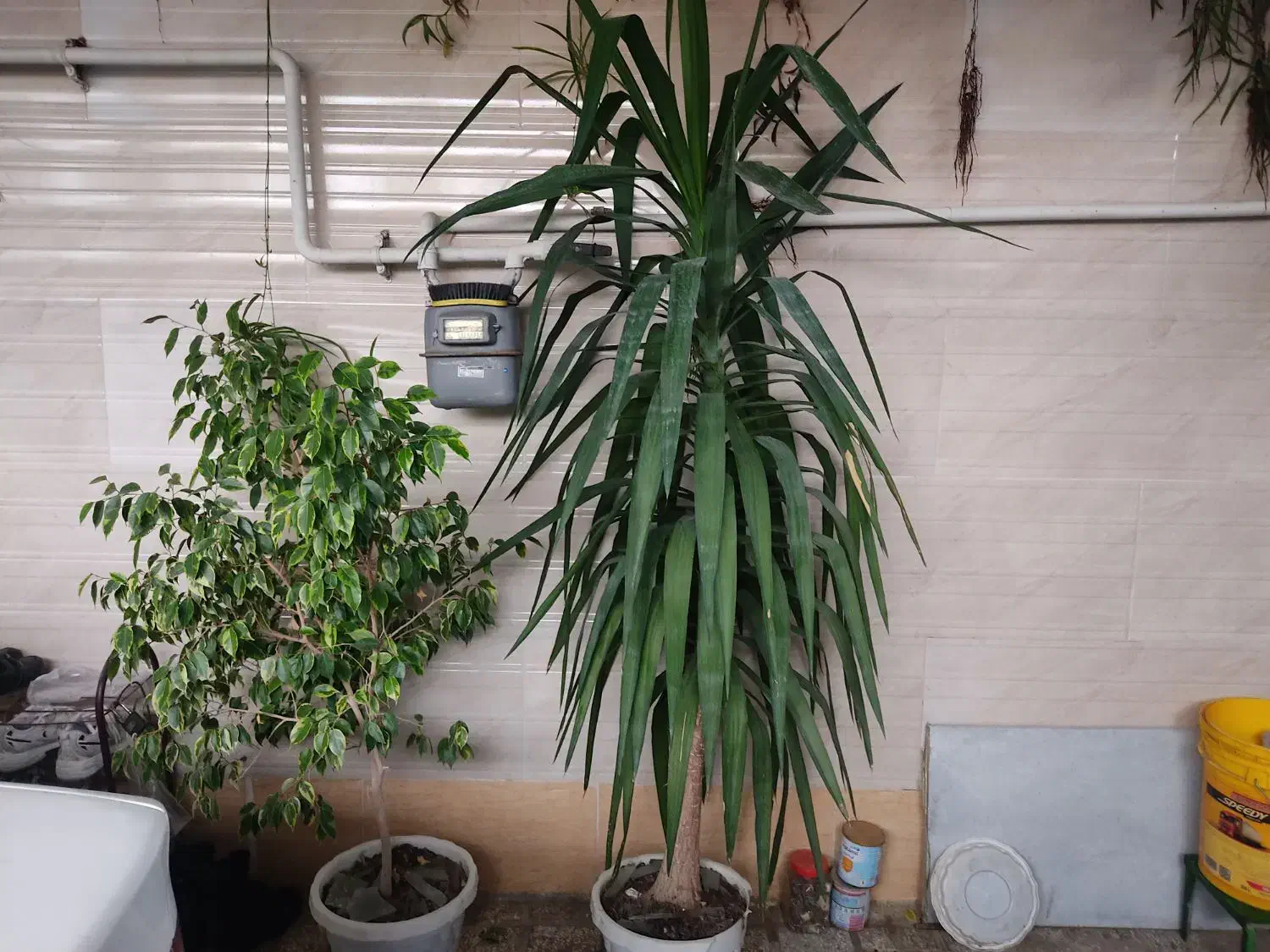 گل و گیاه|گل و گیاه طبیعی|فاضل آباد, |دیوار