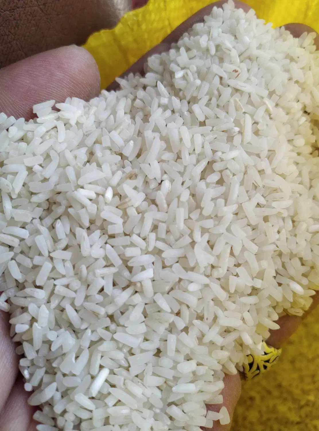 لاشه و نیمدانه برنج ایرانی|خوردنی و آشامیدنی|اردبیل, |دیوار