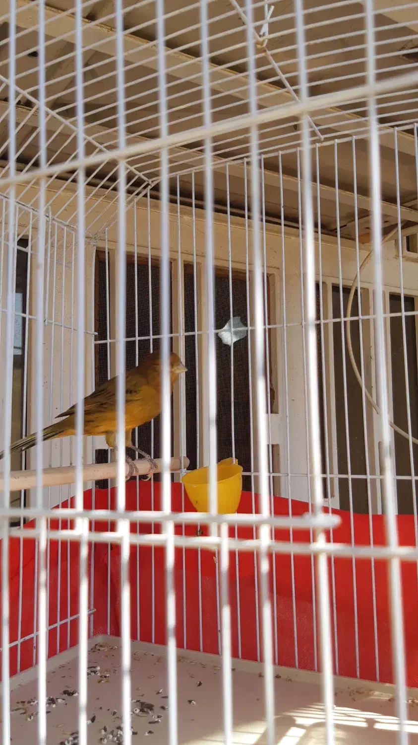 پرنده|پرنده|امیدیه, |دیوار