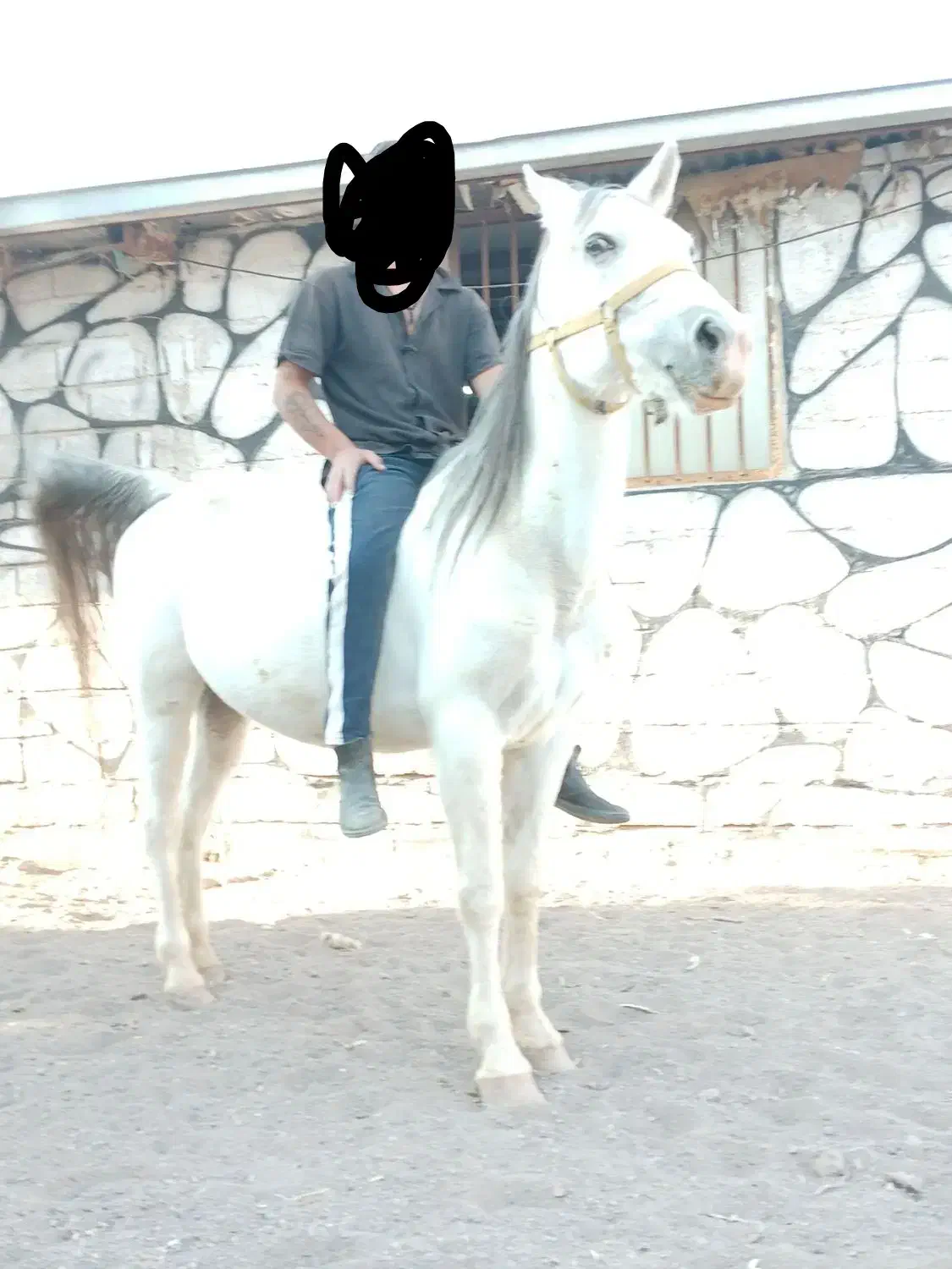 اسب مادیون|اسب و تجهیزات اسبسواری|رفسنجان, |دیوار