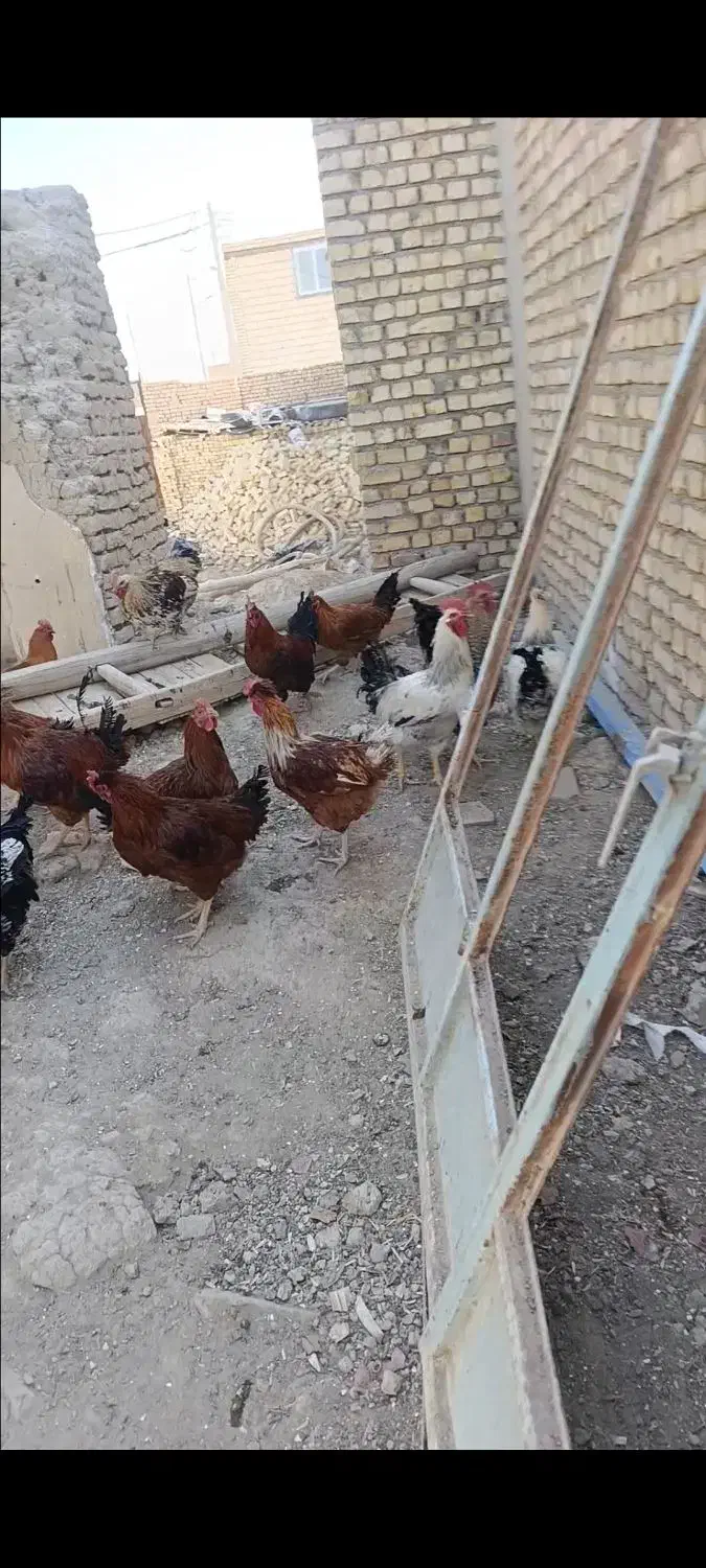 فروش تعدادی خروس قیمت توافقی|پرنده|رودشت (اصفهان), |دیوار