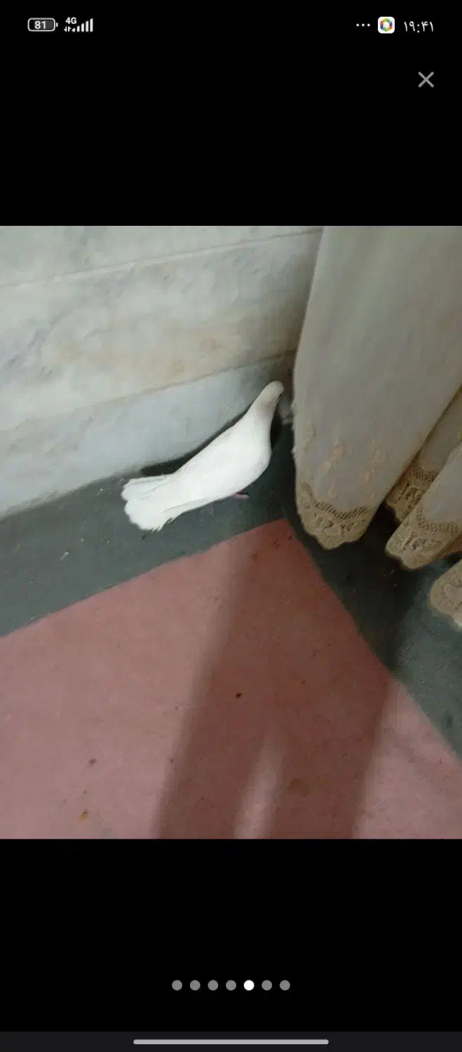 سفید سوسک هر دو کاکولی|پرنده|خوسف, |دیوار