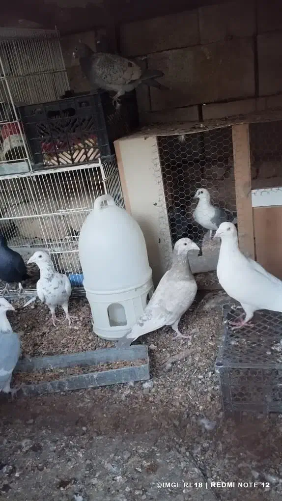 پرنده|پرنده|لار, |دیوار