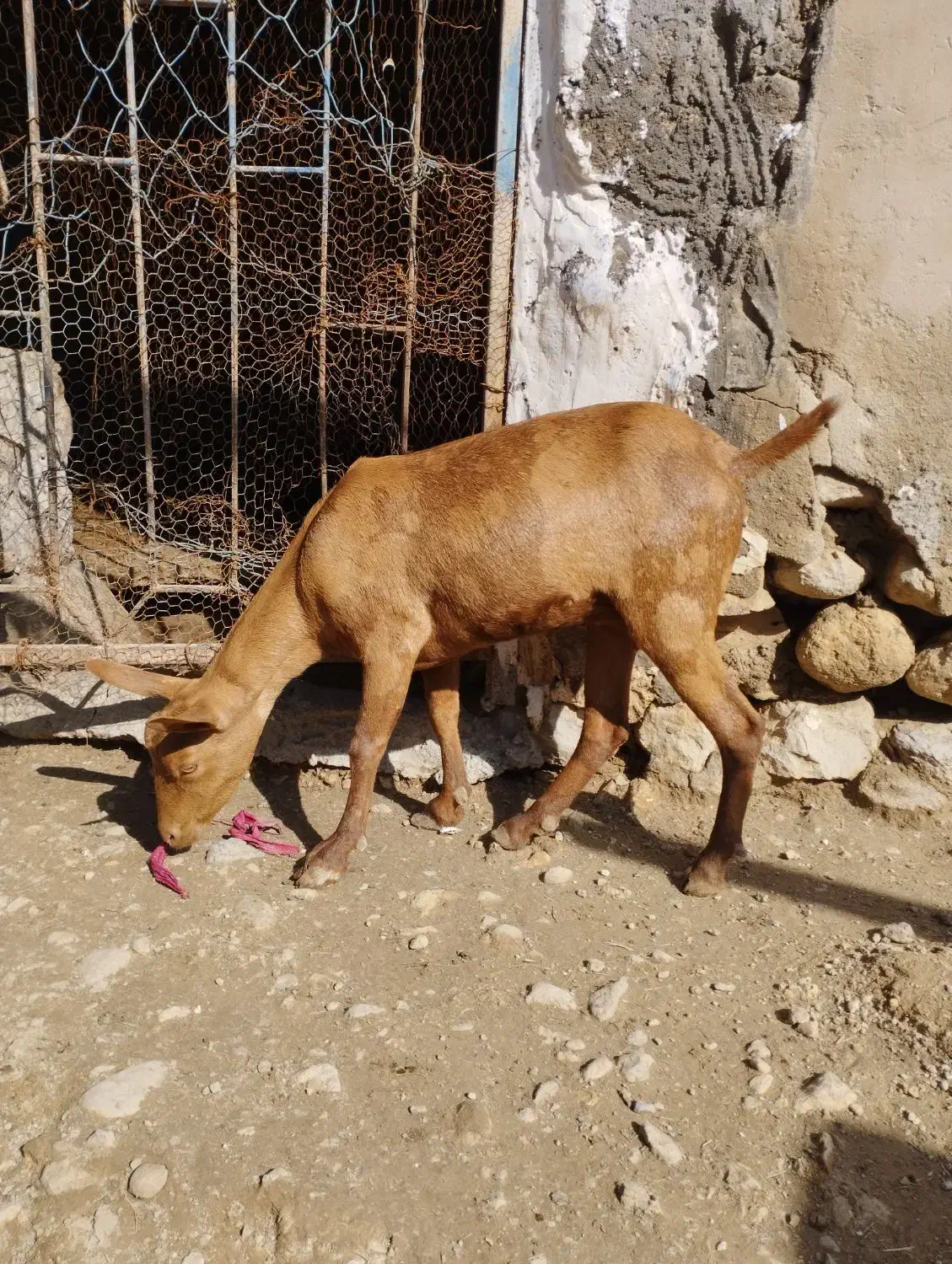 فروش بز|حیوانات مزرعه|خمیر, |دیوار