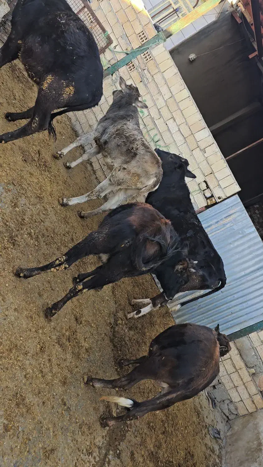 گوساله ماده چاق کشتاری|حیوانات مزرعه|کوهدشت, |دیوار