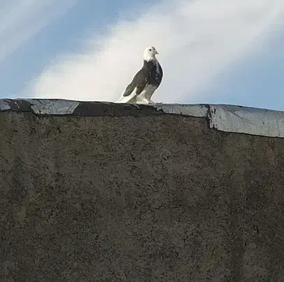 کبوتر. گمشده|حیوانات|رباطکریم, شترخوار|دیوار