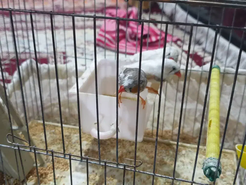 فنچ.|پرنده|تهران, زعفرانیه|دیوار