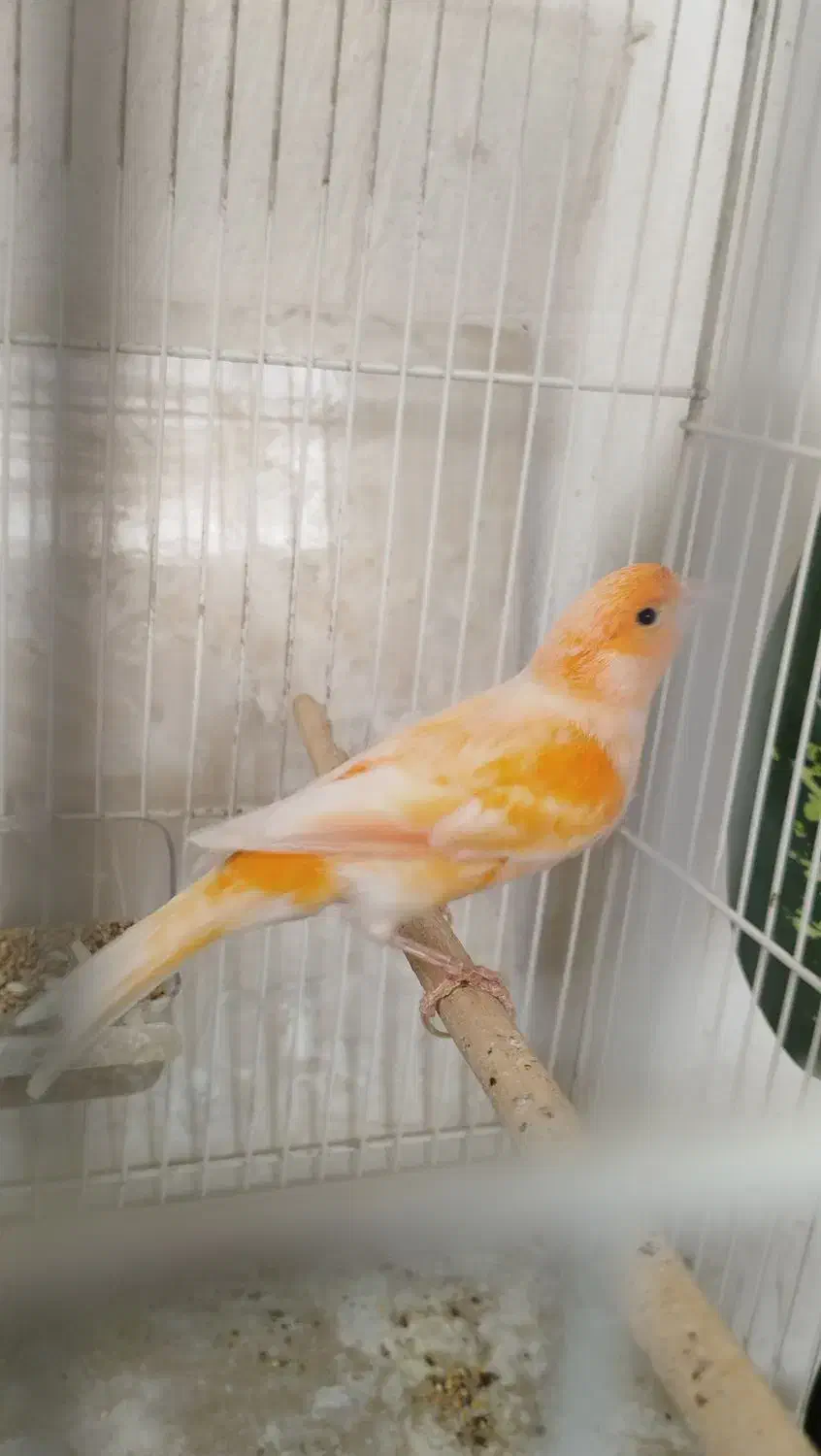 قناری نر|پرنده|مشهد, کاظم آباد پنجشنبه|دیوار