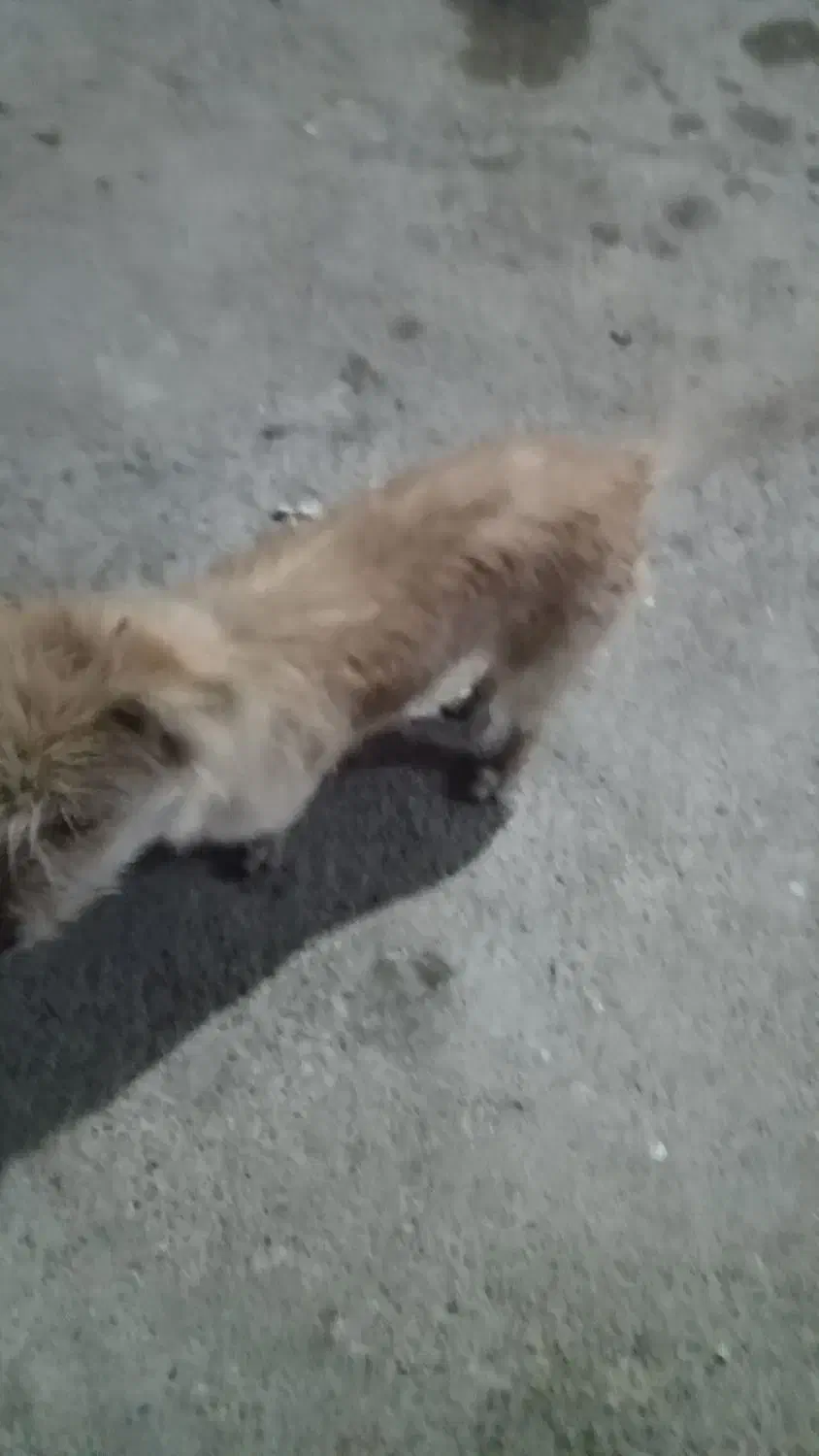 سگ ماده|سگ|آبادان, |دیوار