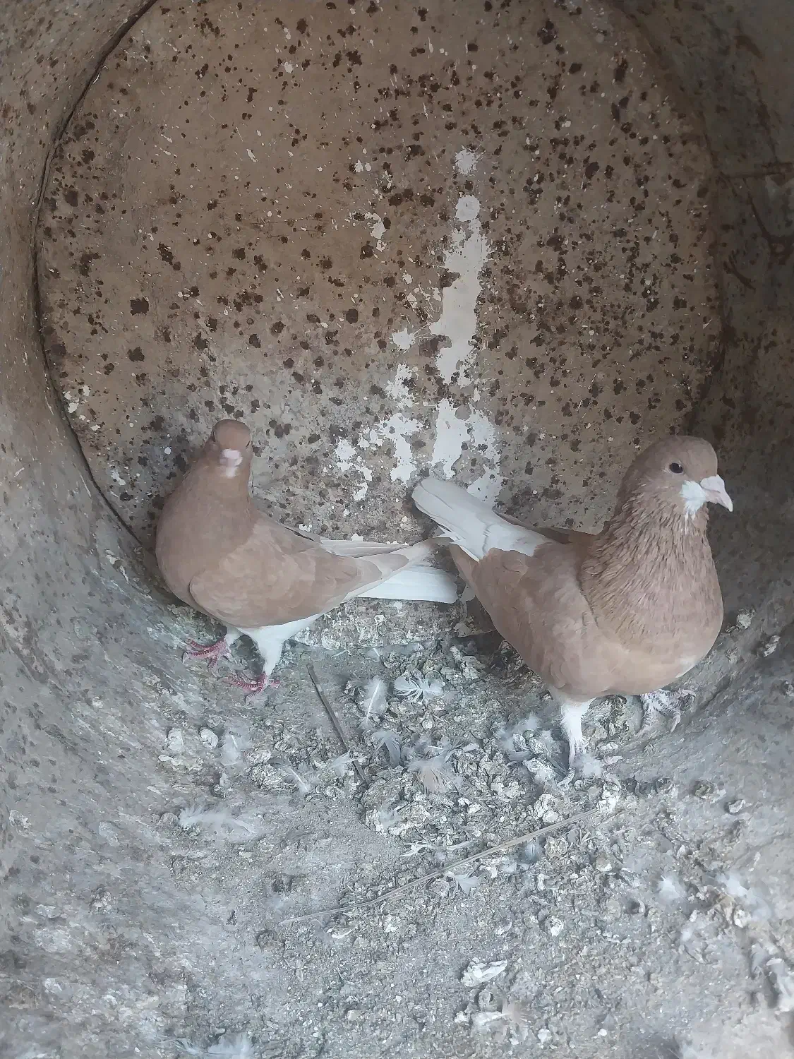 خوشرنگ زرد یال چپ|پرنده|کوه چنار, |دیوار