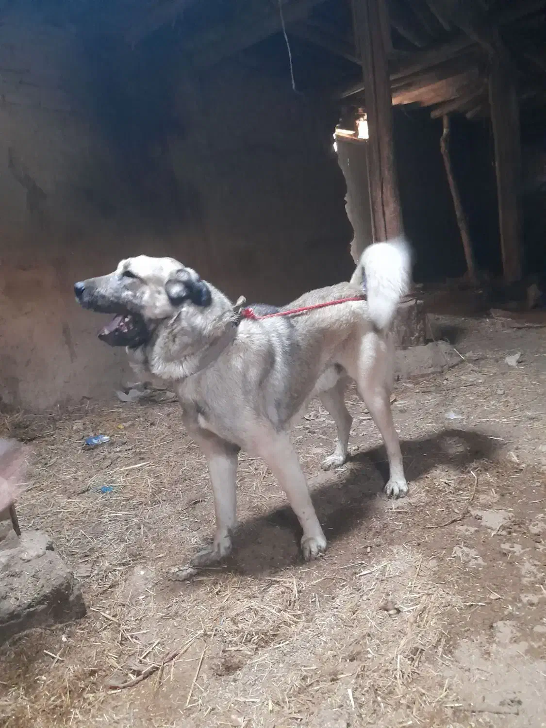 حیوان خانگی سگ|سگ|گلبهار, نوبهار|دیوار