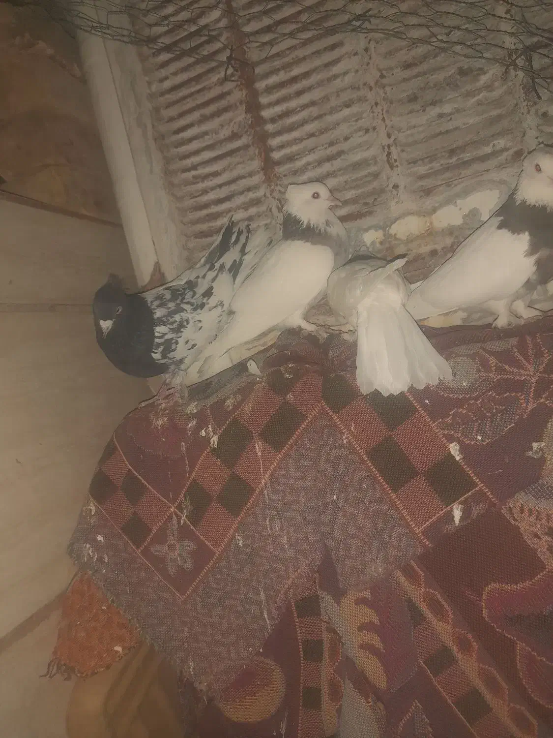 کبوتر ،کفتر|پرنده|شهرآباد, |دیوار