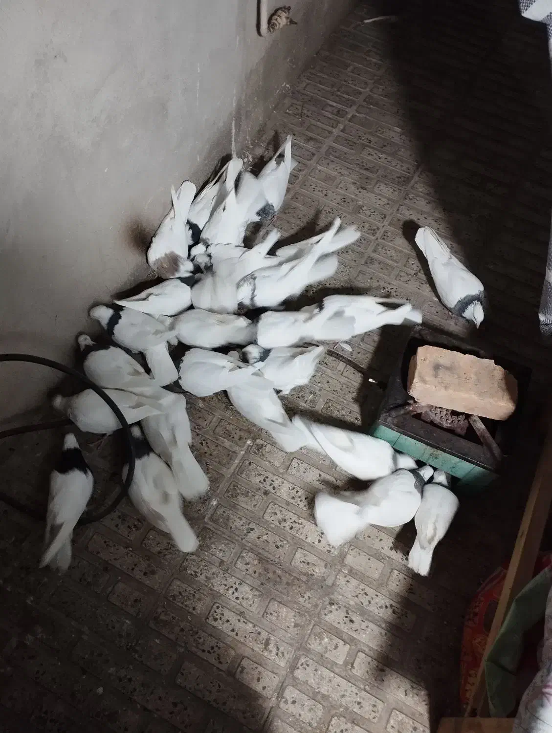 کبوتر|پرنده|ابهر, |دیوار