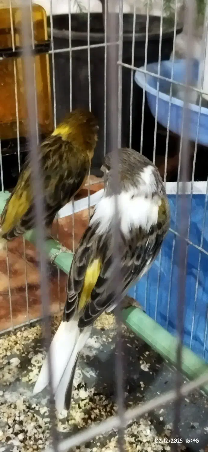 قناری|پرنده|ملکان, |دیوار