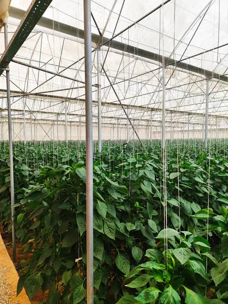 برق گلخانه و مرغداری|خدمات پیشه و مهارت|شیراز, شهرک صنعتی|دیوار