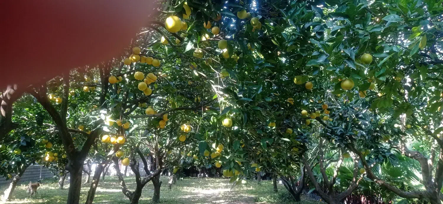 پرتغال و نارنج|خوردنی و آشامیدنی|دابودشت, |دیوار