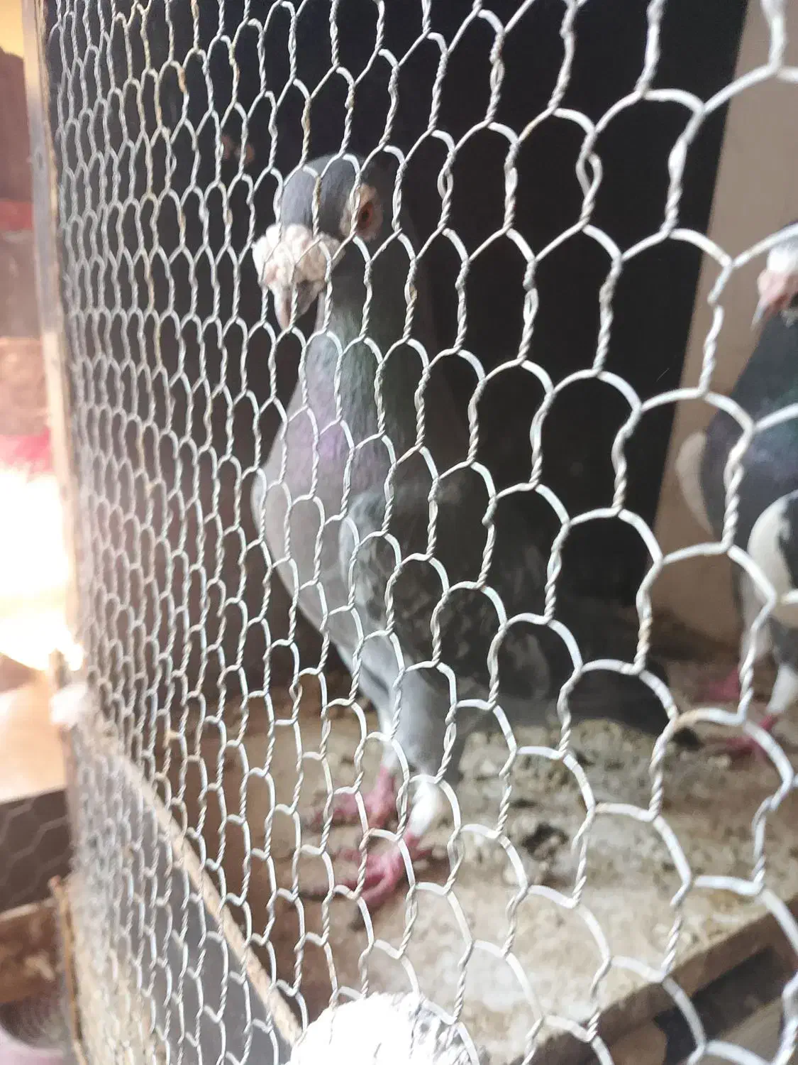 نرمگس‌|پرنده|هامون, |دیوار