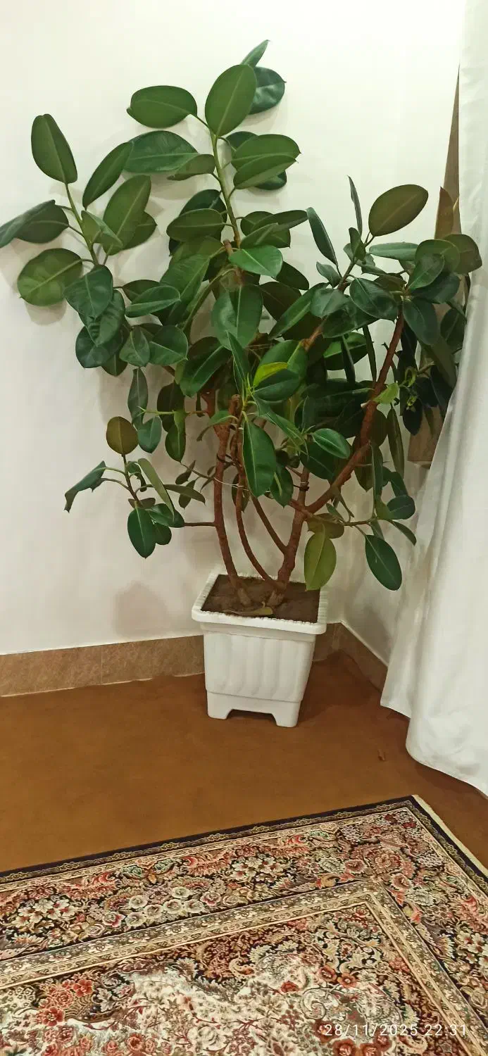 فروش گل فیکوس آلاستیکا|گل و گیاه طبیعی|پیرانشهر, |دیوار