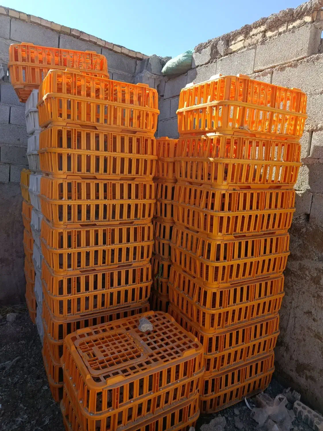 سبد حمل مرغ زنده|لوازم جانبی حیوانات|بجنورد, |دیوار