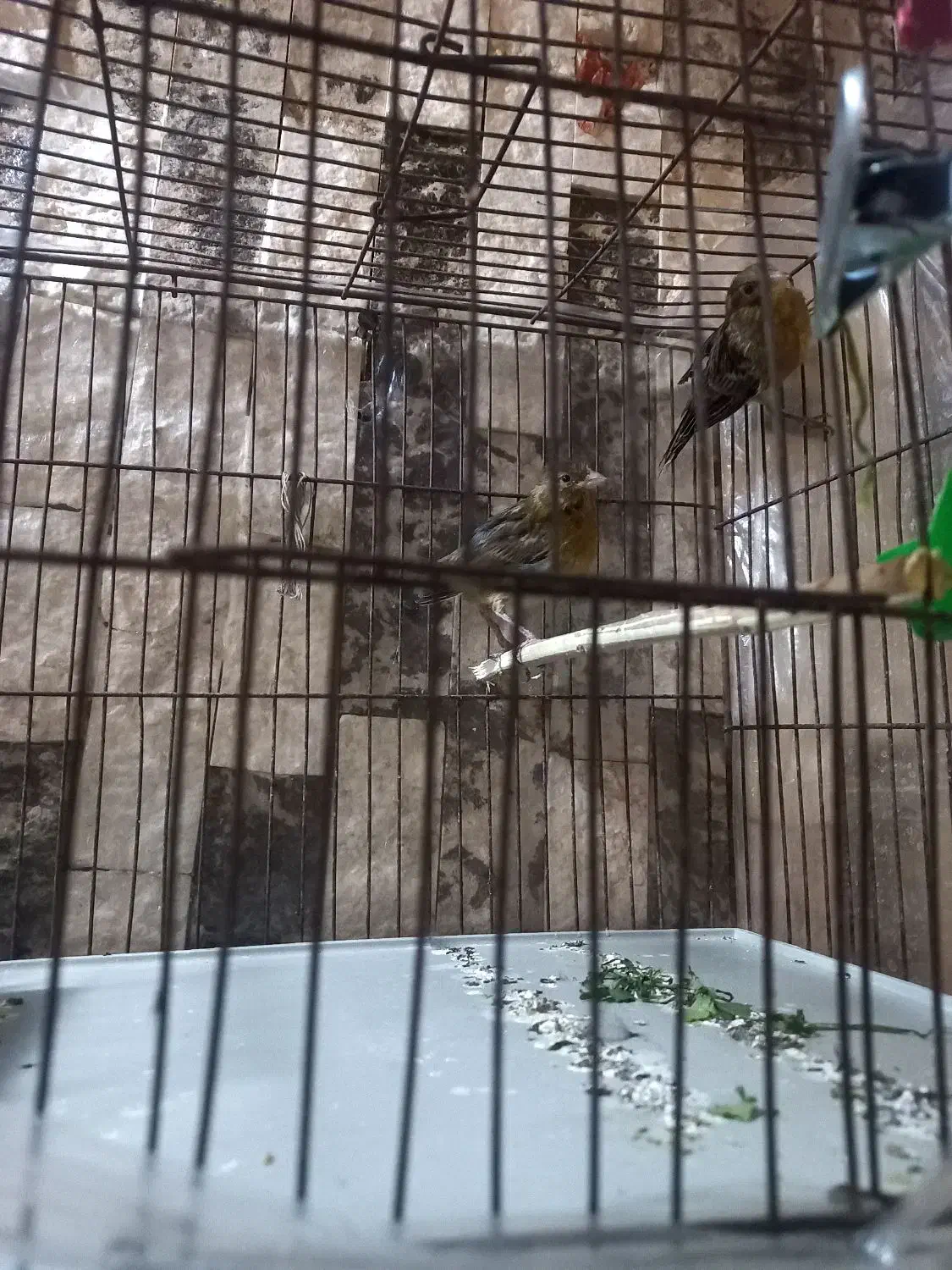 ۲تاقناری سرخ سوخته ماده|پرنده|اسلام‌شهر, شهرک مفیدی|دیوار