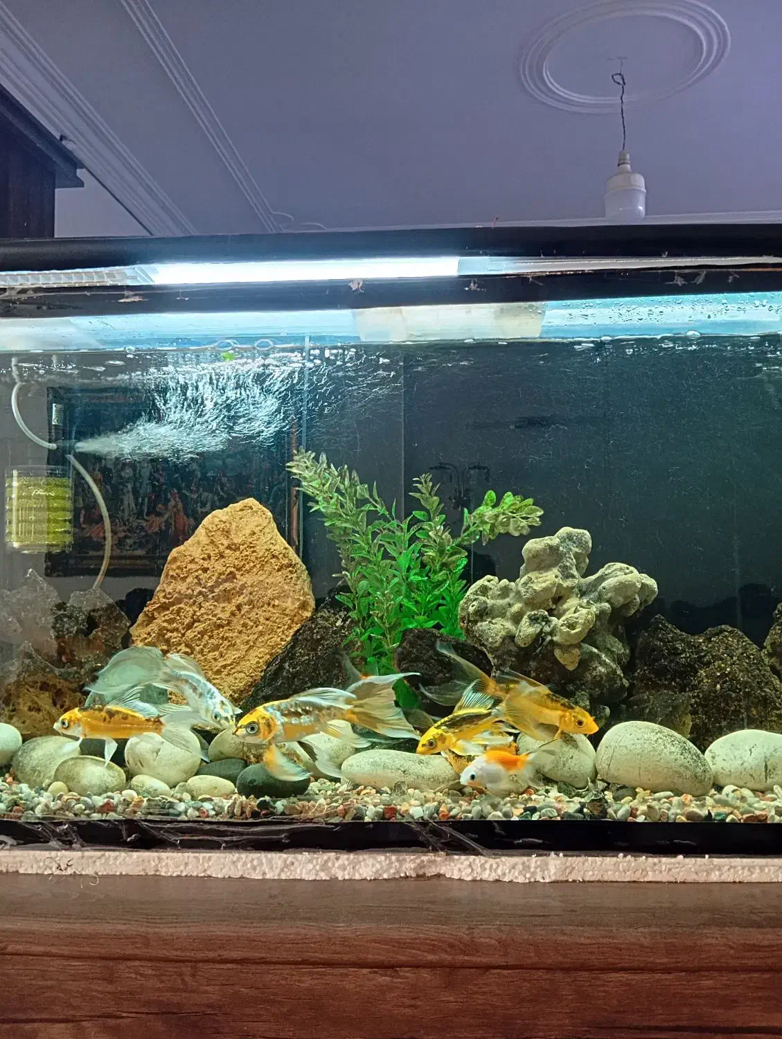 آکواریوم با ماهی وسایل کامل فروشی|ماهی|بروجرد, |دیوار