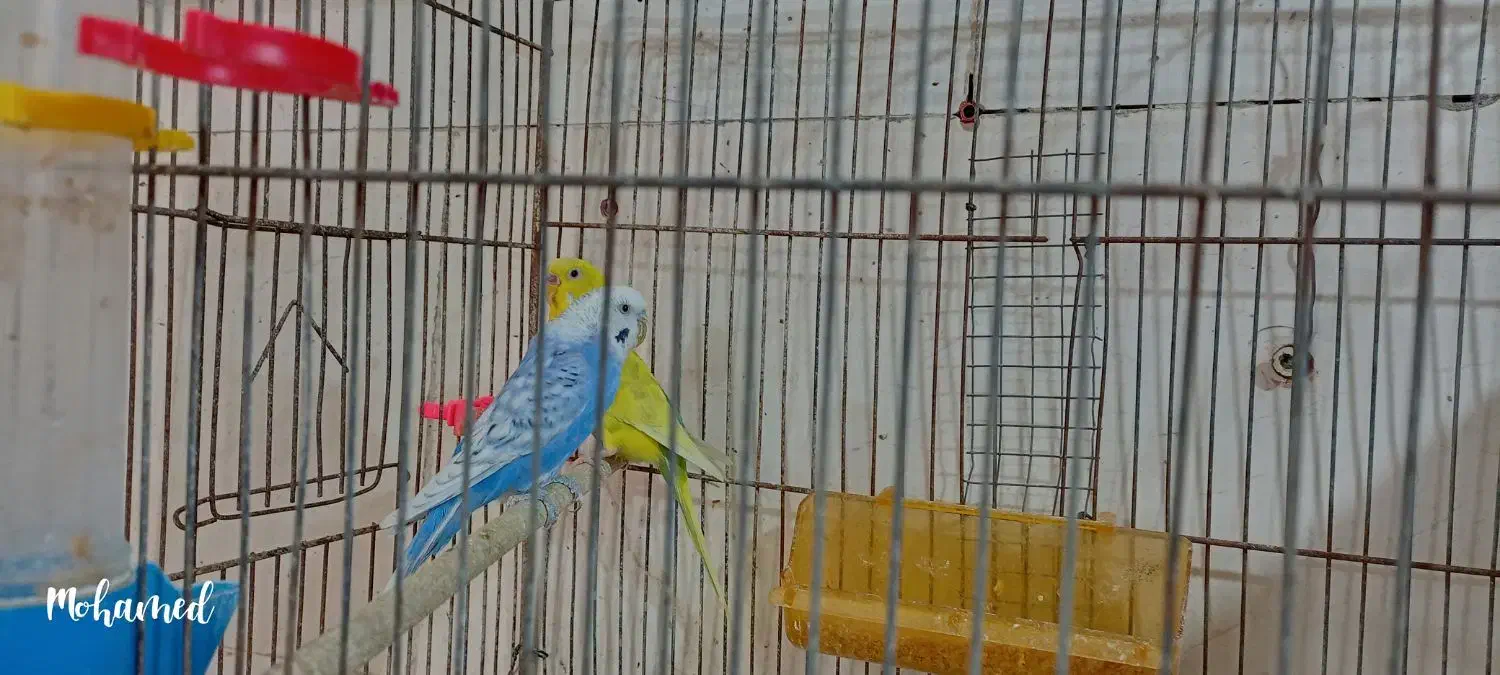 مرغ عشق|پرنده|تاکستان, |دیوار