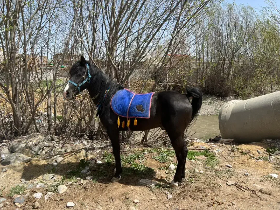 اسب اصیل کوردی|اسب و تجهیزات اسب‌سواری|سیلوانه, |دیوار