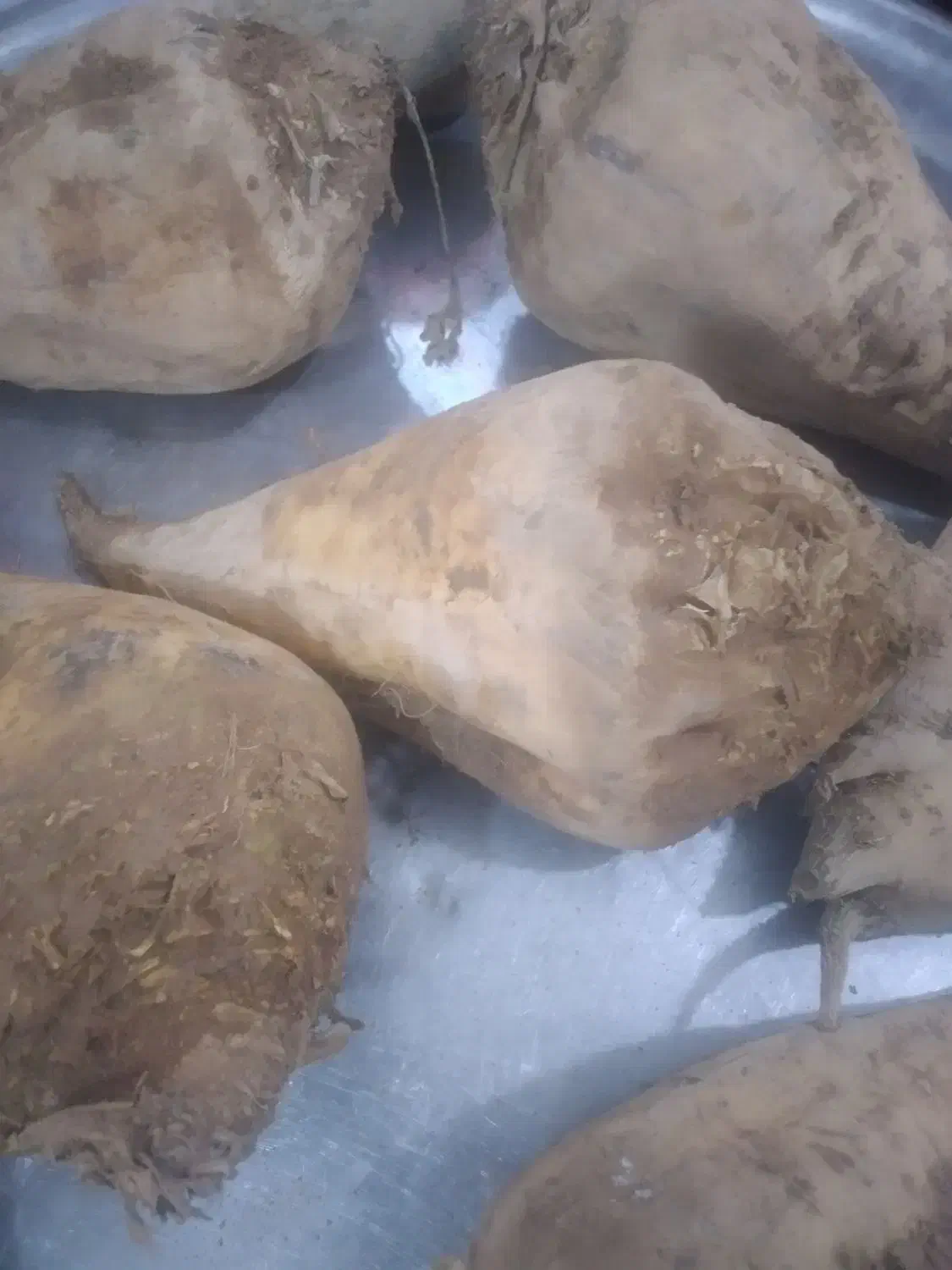 فروش چغندر ریزبه تعداد۵تن|عمدهفروشی|پلدشت, |دیوار