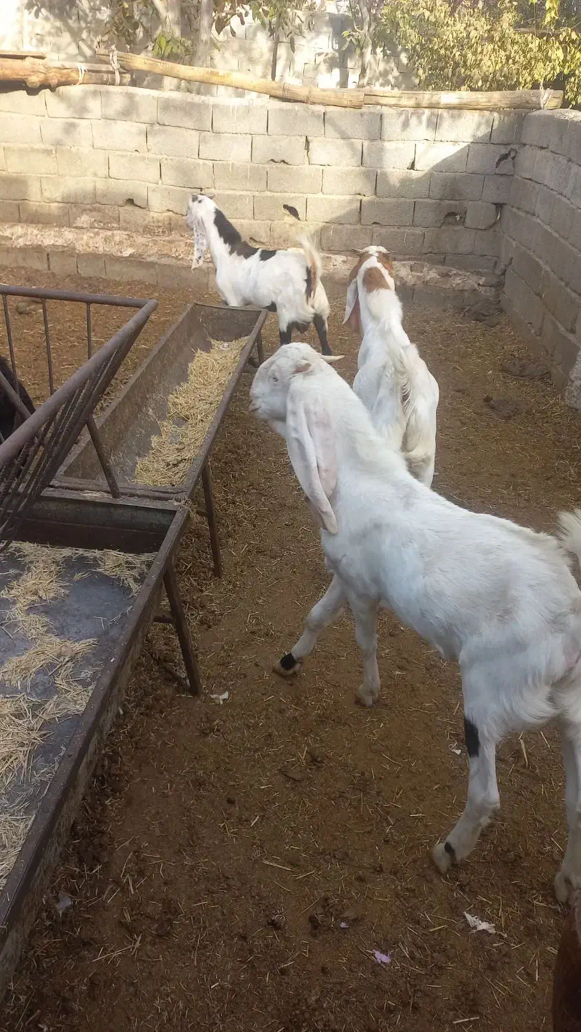 بزغاله|حیوانات مزرعه|ماهدشت, |دیوار