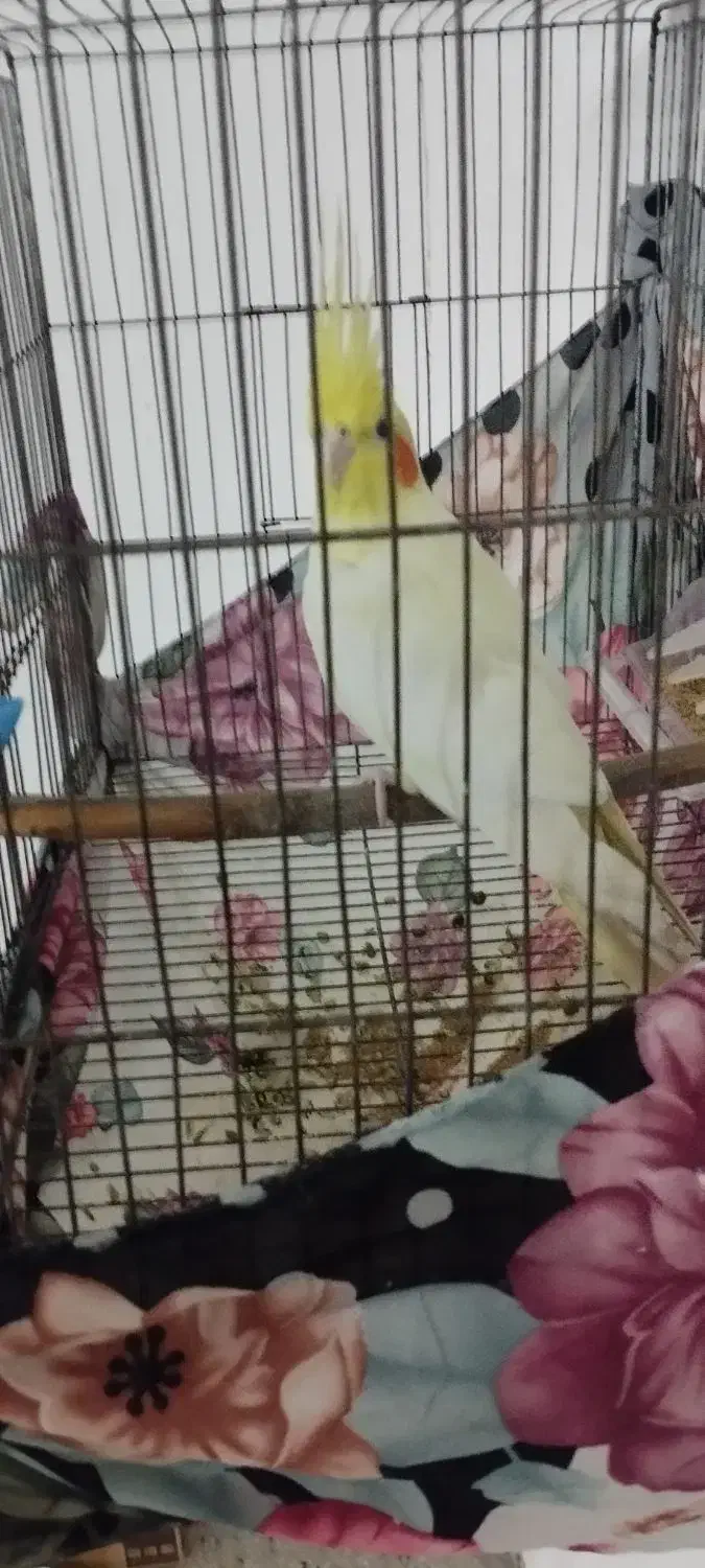 عروس هلندی نر|پرنده|رومشکان, |دیوار