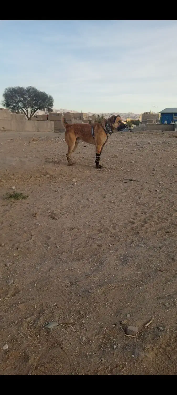 به فروش میرسد|سگ|تربتحیدریه, شهید بهشتی|دیوار