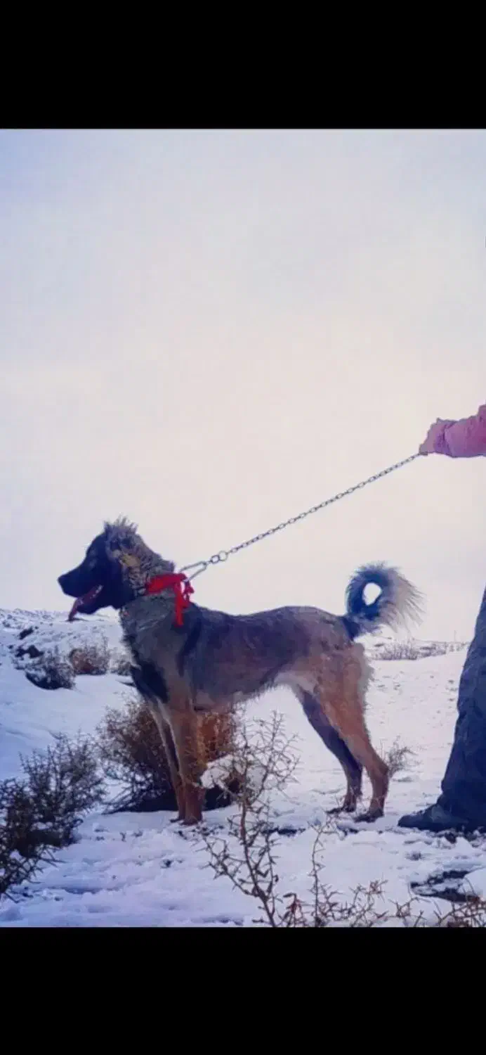 سگ سرابی|سگ|کرمان, |دیوار