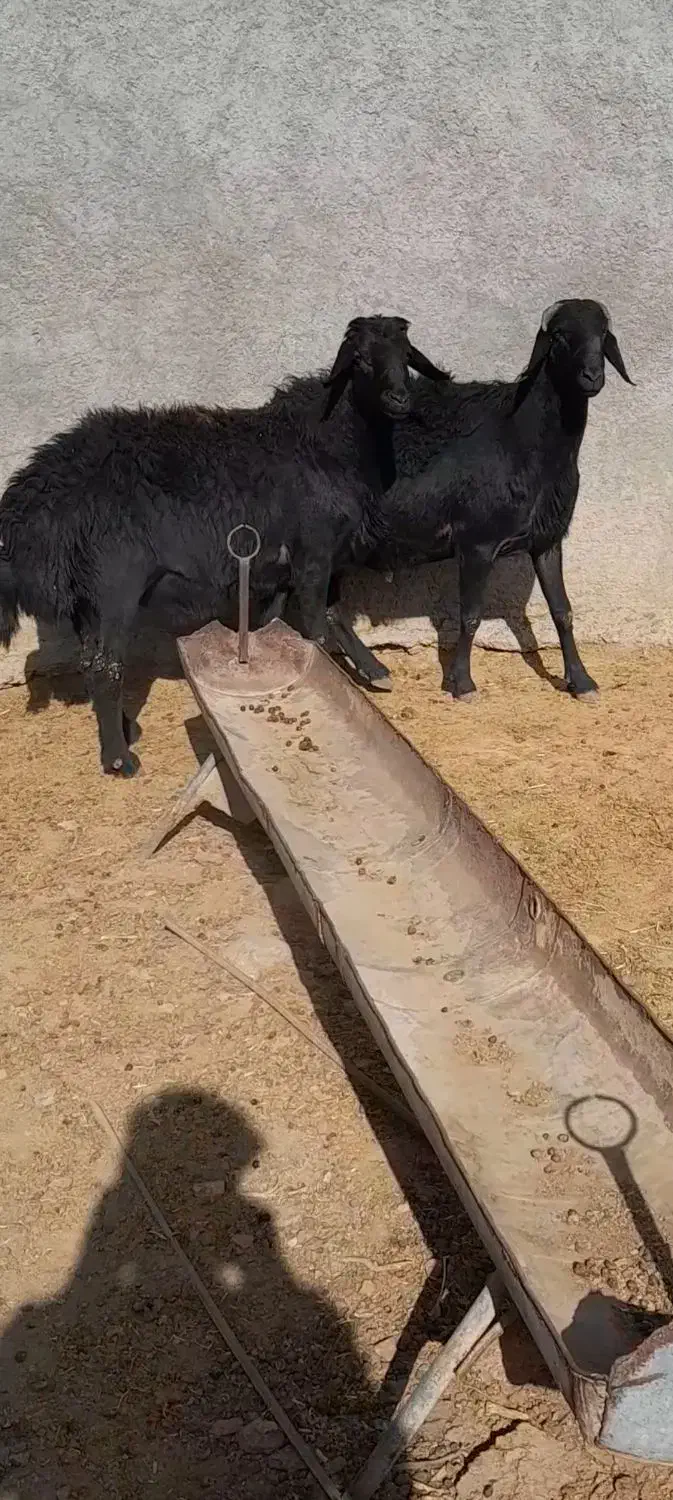 گوسفند|حیوانات مزرعه|قیدار, |دیوار