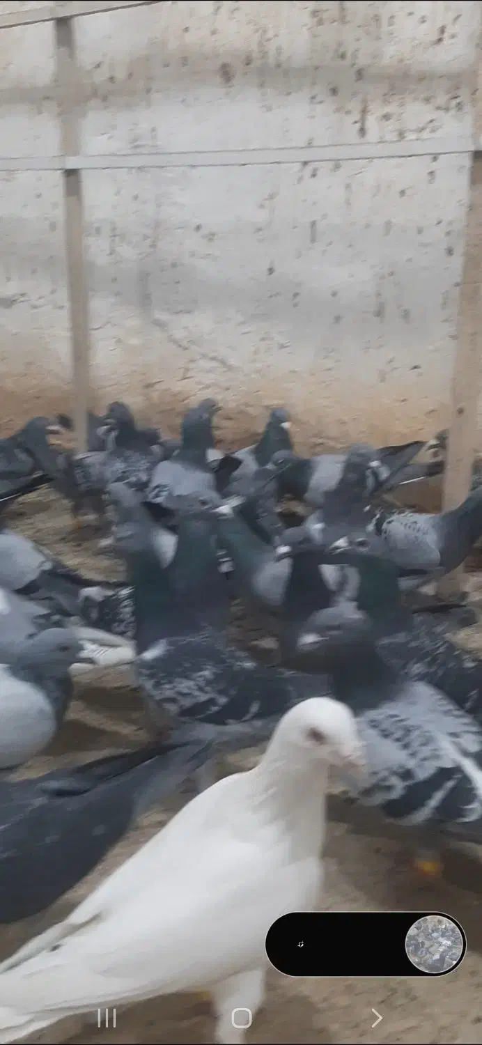 تعداد ۱۲۰عدد پلاکی استان قزوین بوم ندارن|پرنده|تاکستان, |دیوار