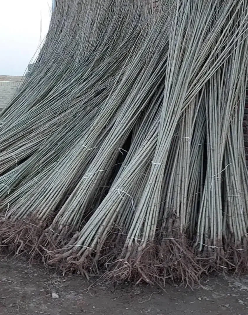 نهال|گل و گیاه طبیعی|میمند, |دیوار