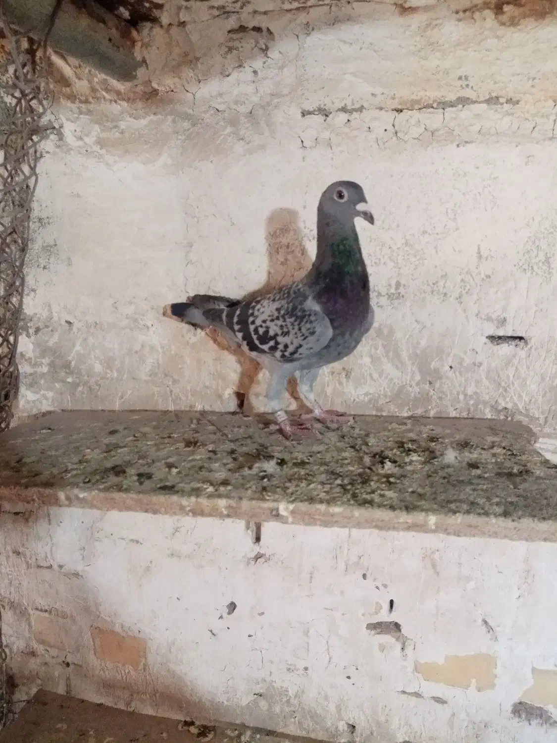 کبوتر جوجه پلاکی|پرنده|باوی, |دیوار
