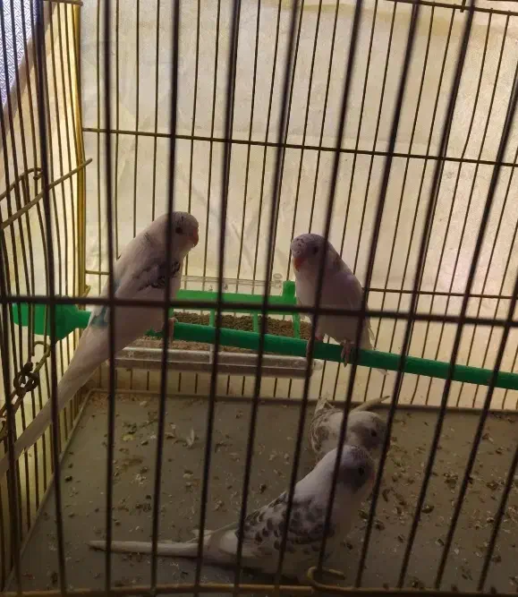 مرغ عشق جوان|پرنده|بندر ترکمن, |دیوار