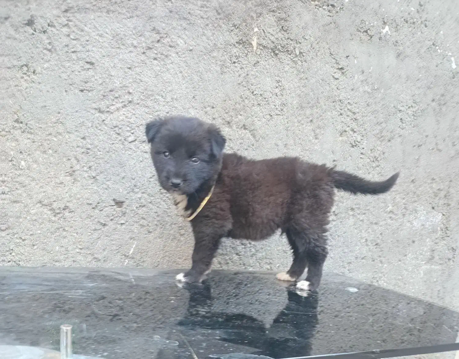 سگ باهوش نر عادتی هست|سگ|مشهد, همت آباد|دیوار