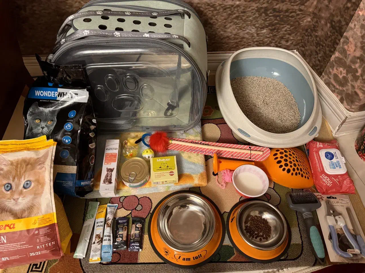 گربه اسکاتیش|گربه|زنجان, |دیوار