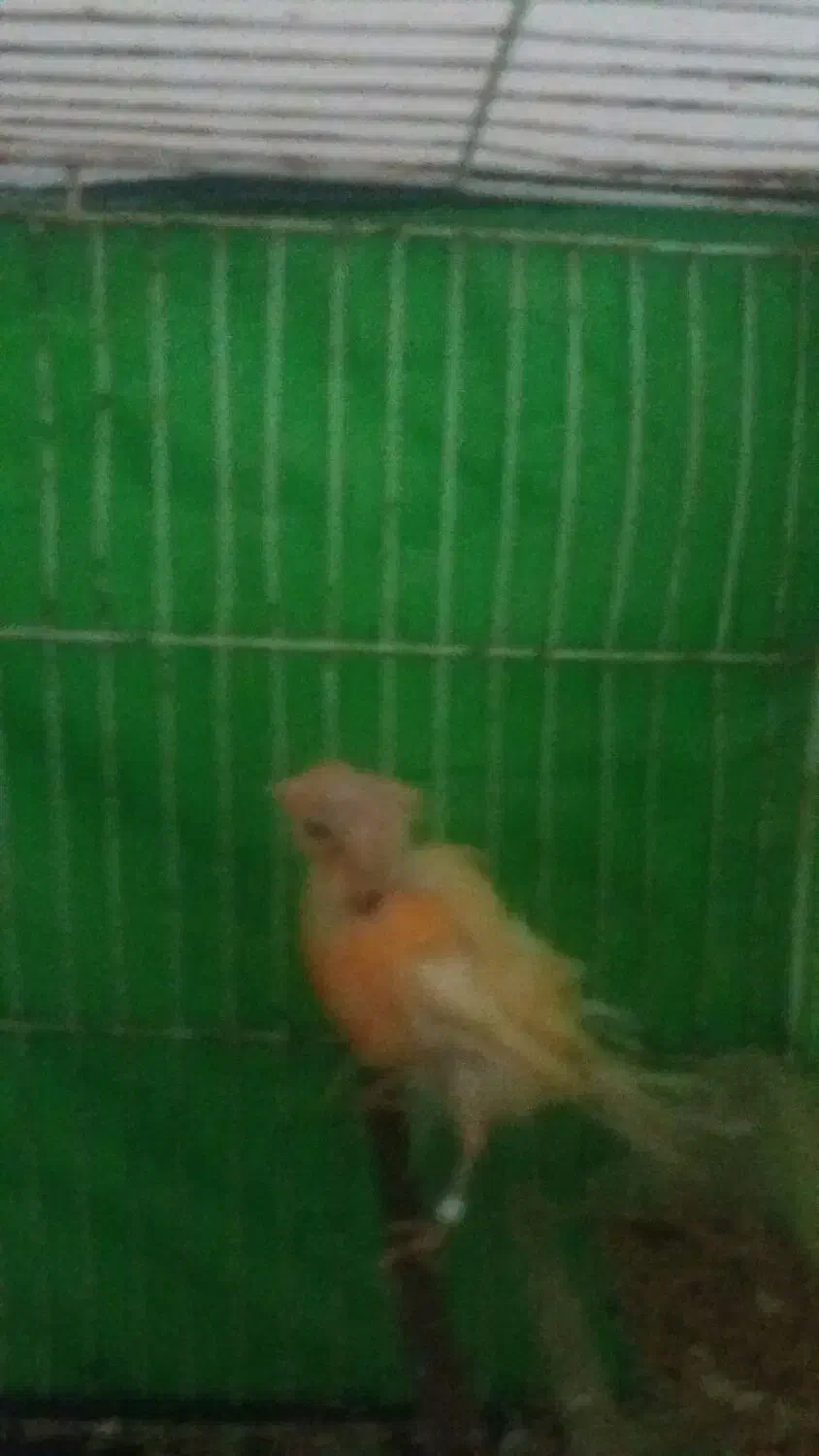 پرندهپ|پرنده|تربت جام, جامرود|دیوار