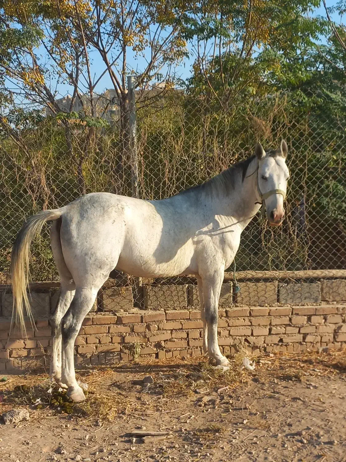 اسب نریان ترکمن|اسب و تجهیزات اسبسواری|کهریزک, |دیوار