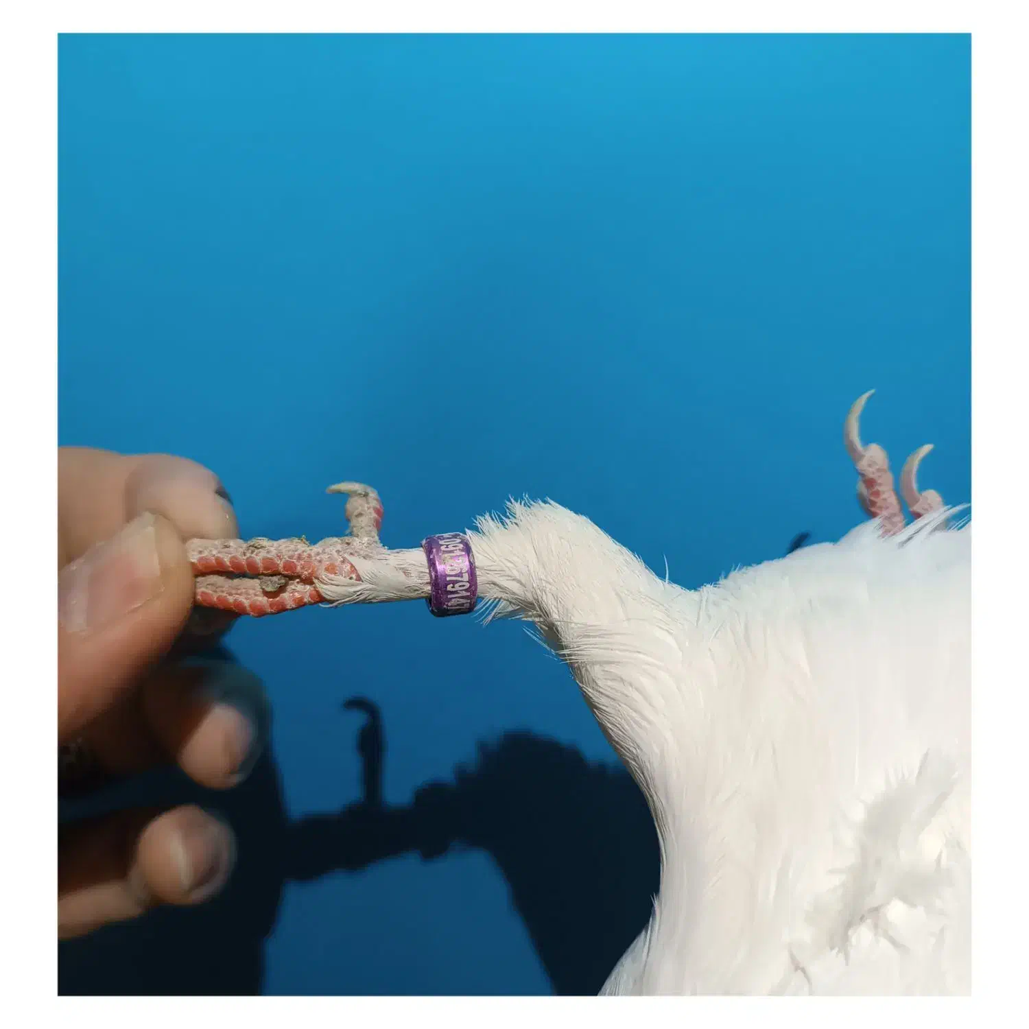 کبوتر کفتر سفید مهر|پرنده|فردیس, فردیس|دیوار