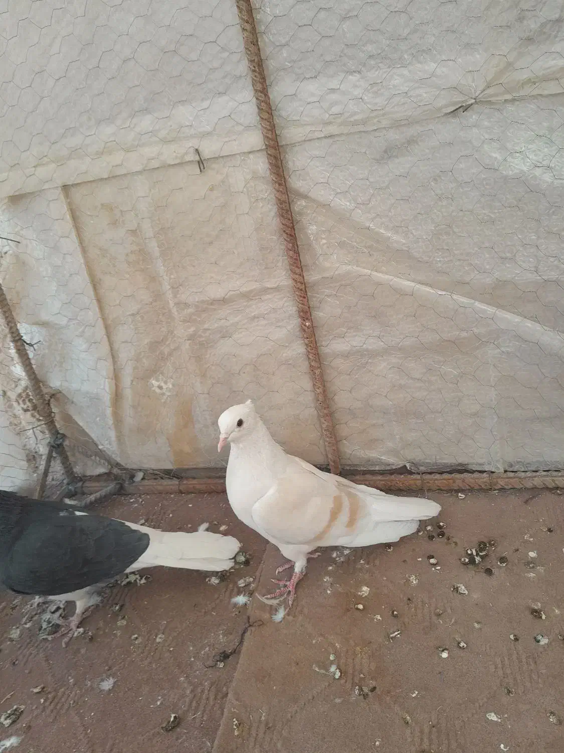 کفتر|پرنده|زارچ, |دیوار