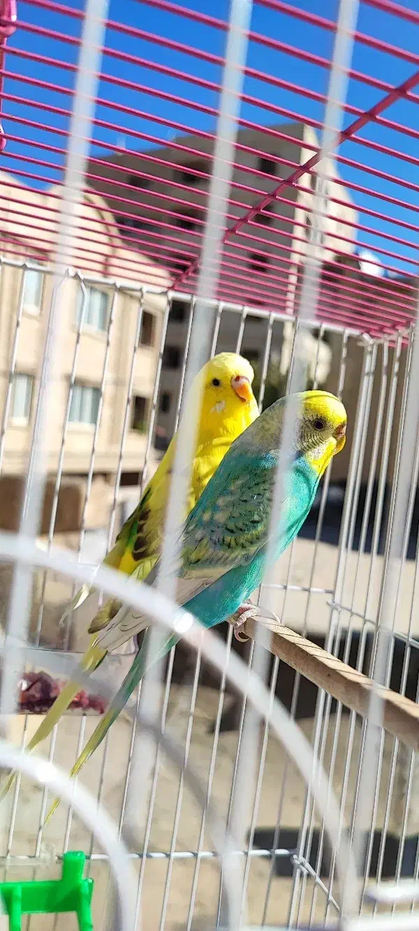 دو تا مرغ عشق رنگین کمانی و ۱ انگلیسی|پرنده|ایلام, |دیوار