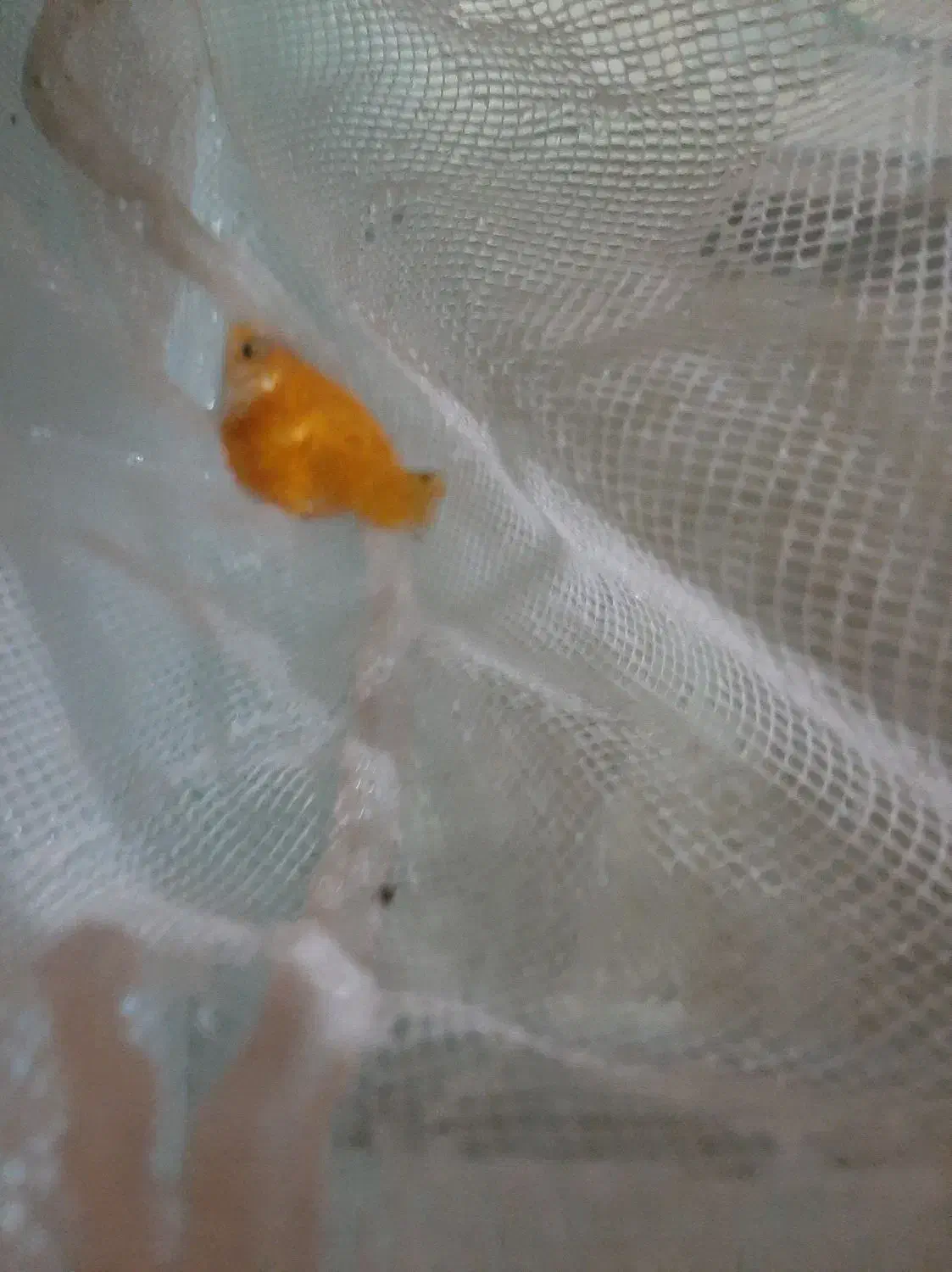 ماهی مولی|ماهی|زاهدان, |دیوار