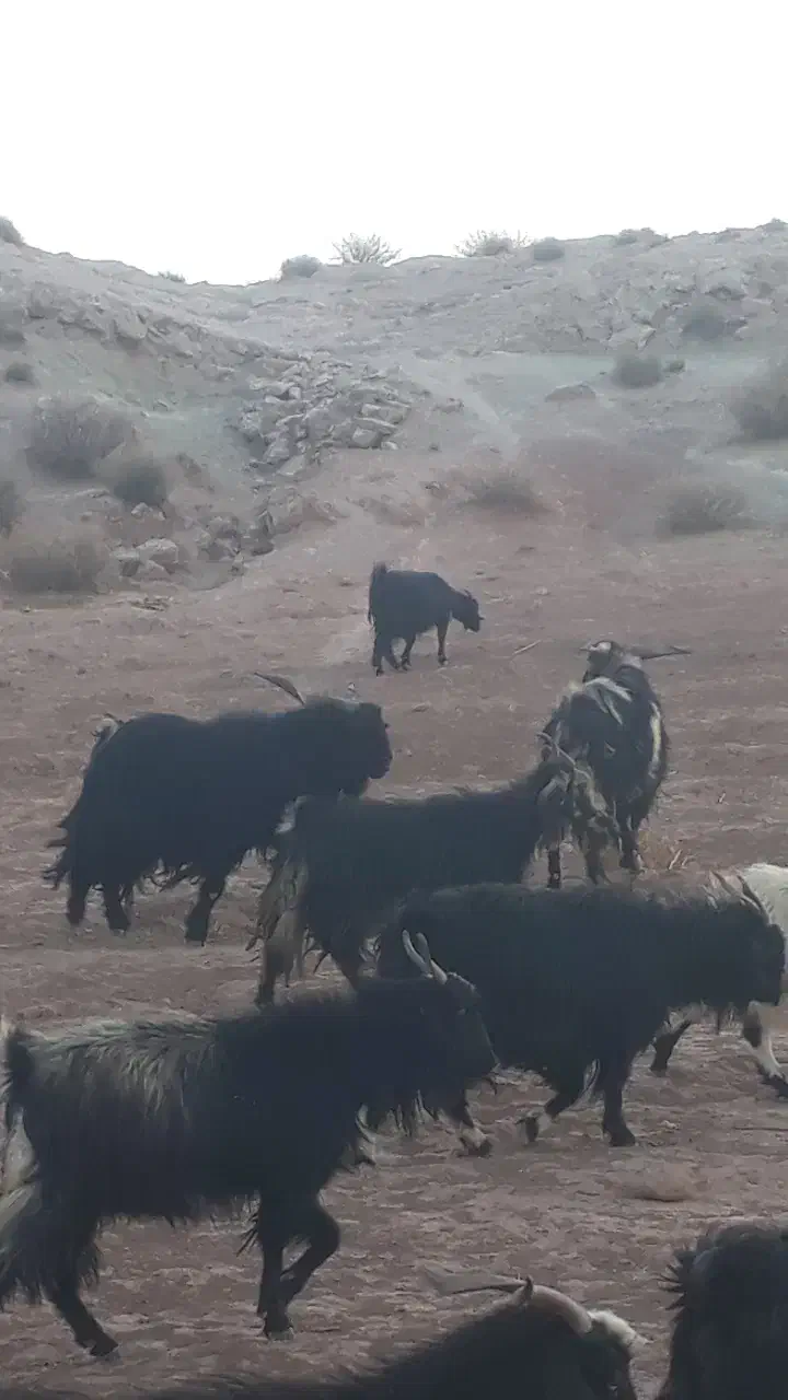 نر بز|حیوانات مزرعه|هندمینی, |دیوار