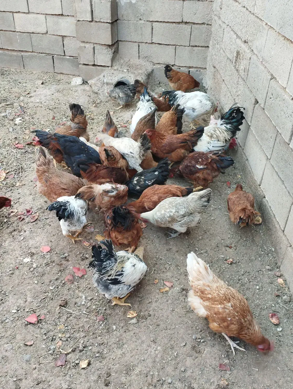 خروس و مرغ تخمگذار جوان|حیوانات مزرعه|تربتحیدریه, مسجد جامع|دیوار