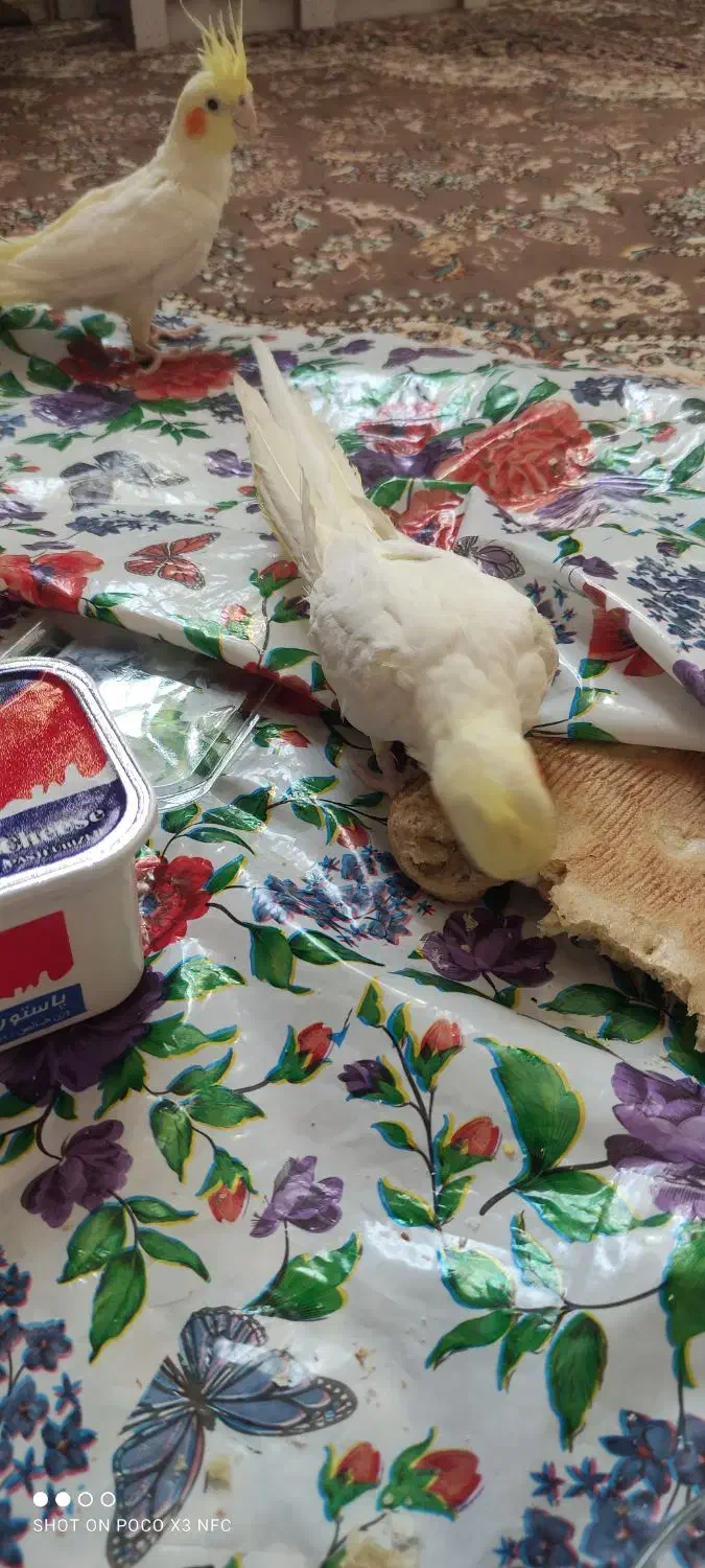 عروس هلندی|پرنده|زهک, |دیوار